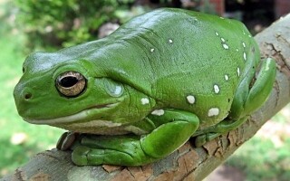 Новый вид лягушек обнаружен на Мадагаскаре